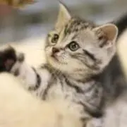 sasaraの画像