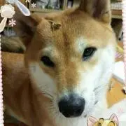 さくら