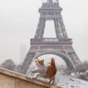 ロロの画像