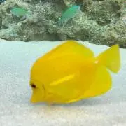 ツムツムの画像