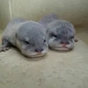ちょこりんの画像