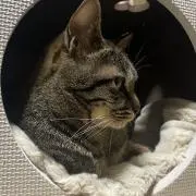 ピヨリの画像