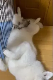 【プロフ必読お願い】上ロース ブックス