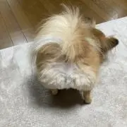 ルルン