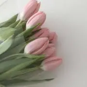 おさの