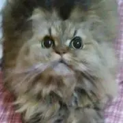 とらまるハウスの画像