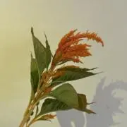 non.の画像
