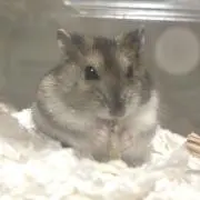 うなの画像