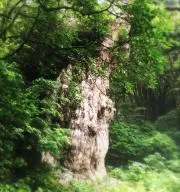 shoicoの画像