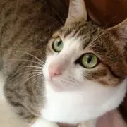 Ｔの画像