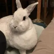 うさこの画像