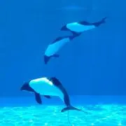 ミツリツの画像