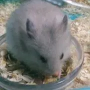 ニーナ