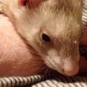 ココ