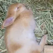 すももの画像