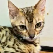 伽羅