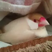 ほそやん