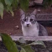 Tの画像
