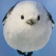 hinaの画像