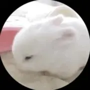 (・㉨・)