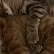 .（プロフ見てください！）の画像
