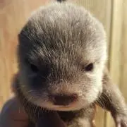 れちの画像