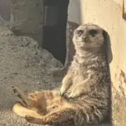 なんこつの画像