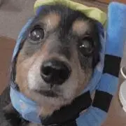 ぴろりん