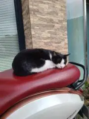Kiの画像