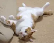 ✨ピン✨の画像