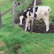 まるちゃんの画像