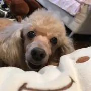 パセリ(*^_^*)の画像
