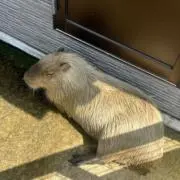 あいすの画像