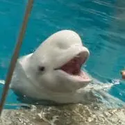 KAIの画像