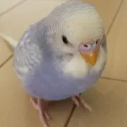 ベリーベリー39の画像