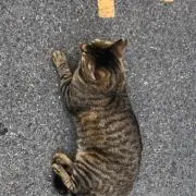 ねこのなかのねこの画像