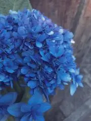 ふわ:⁠-⁠**❀⚪夏物販売中⚪の画像
