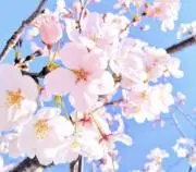 spring17の画像