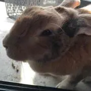 よう