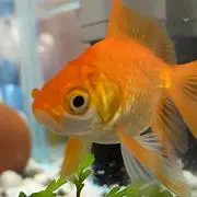 Goldfishの画像