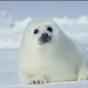 あざらしの画像