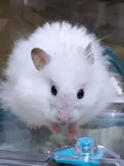 ゴロ丸の画像