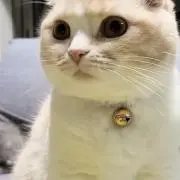 有村架純の弟が飼ってる猫の画像