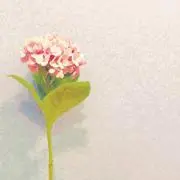 きういの画像