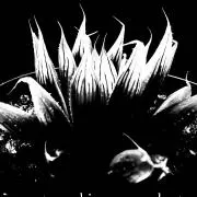 hiromeya_plantsの画像