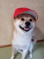 あにゃの画像