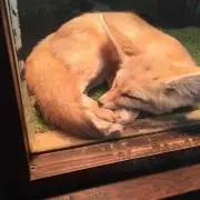 coco4の画像