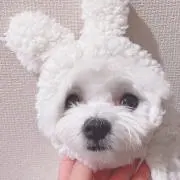 まほひな