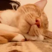 はむの画像