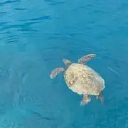 はなみ